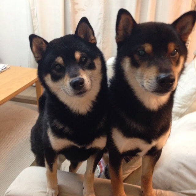 “法甲强队不断发力,冠军形势逐渐明朗”,法甲排位