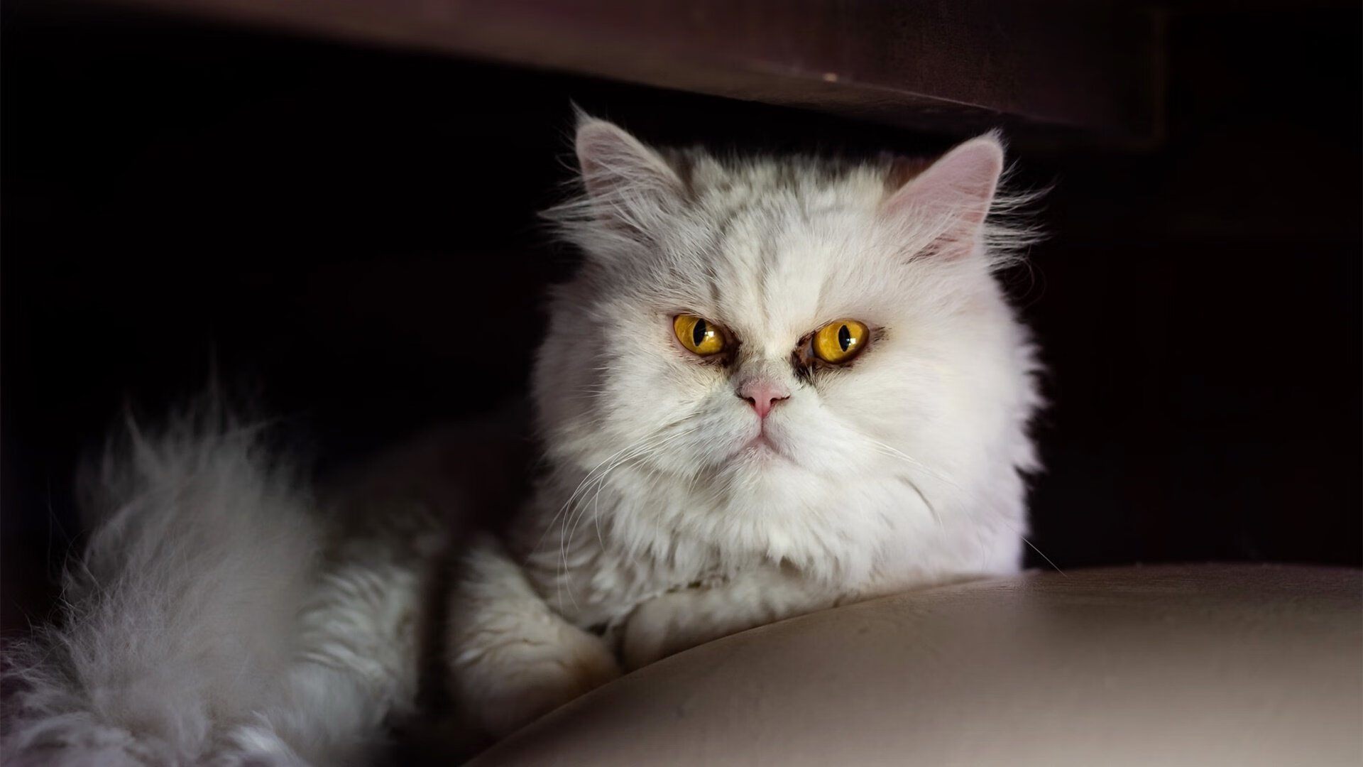 史上“炫酷”快攻：速度+技巧的极限表演，一个完整的快攻战术